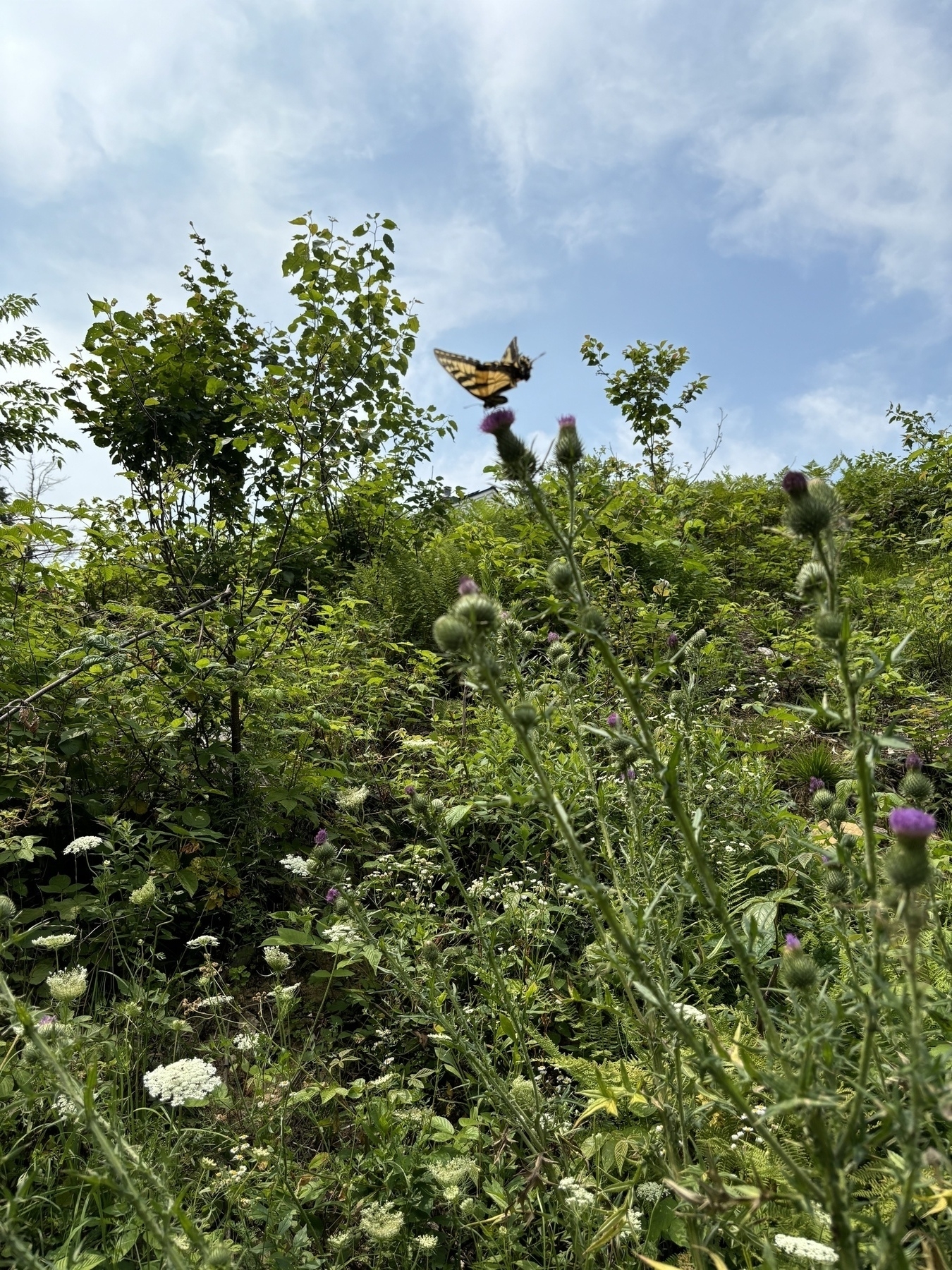 A photo nearly every bisected, with green plants and flowers on the bottom & blue sky with white clouds above, and a yellow and black butterfly in the middle